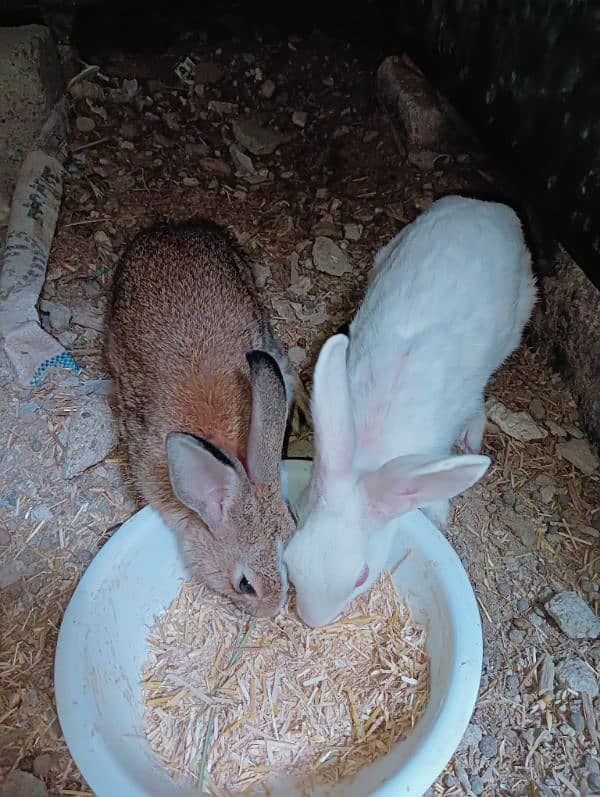 rabbits pair 1