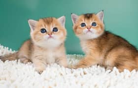 NY 11, 12 British Short Hair Kittens