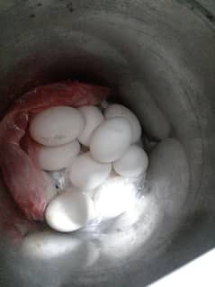 DUCK EGG FOR SELL