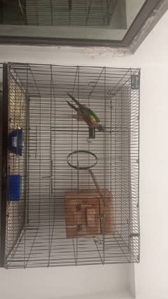 conure pair