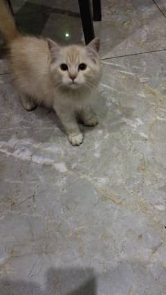 Persian cat male for sale 3 months of age,