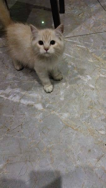 Persian cat male for sale 3 months of age, 0