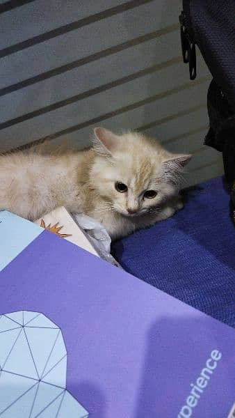 Persian cat male for sale 3 months of age, 2