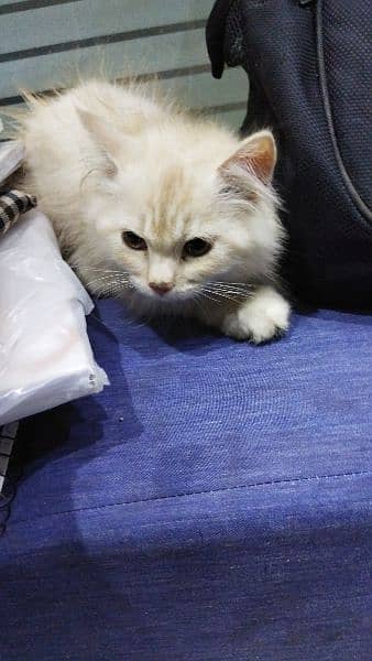 Persian cat male for sale 3 months of age, 3