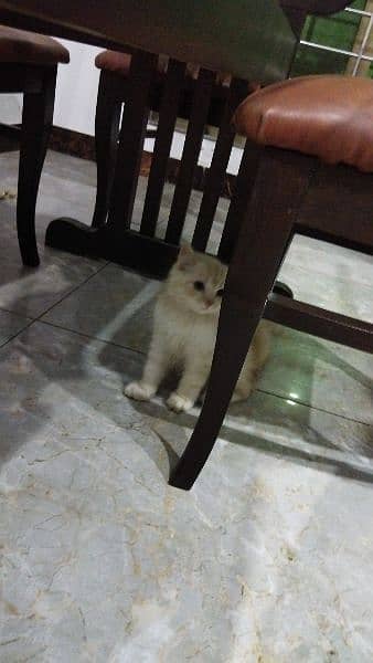 Persian cat male for sale 3 months of age, 4