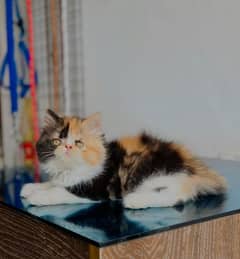 Calico