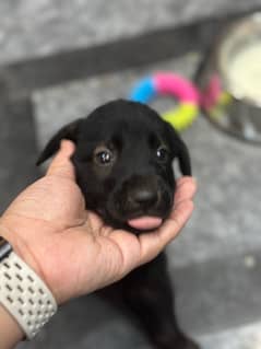 Rare black German shaepperd pedigree puppy 0