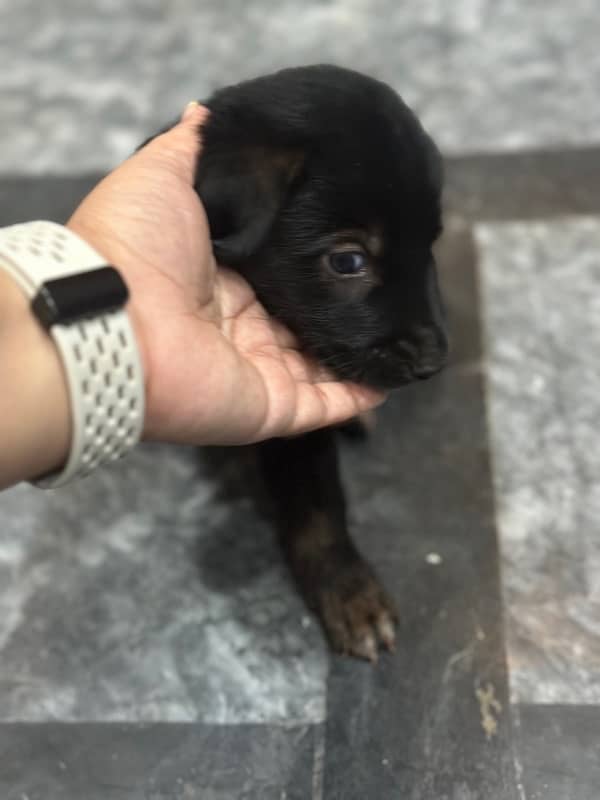 Rare black German shaepperd pedigree puppy 1