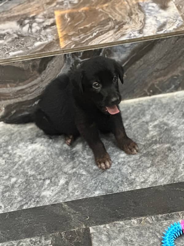 Rare black German shaepperd pedigree puppy 2