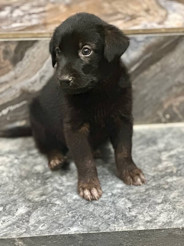 Rare black German shaepperd pedigree puppy 4