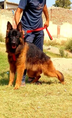 Top quality gsd long coat male 12 month age for sale