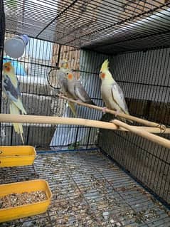 Cockatiel breader pair / Cockatiel / Parrots