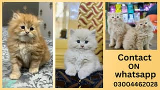 Persian Kittens | Persian Cat | Punch Face Persian | Triple Coated