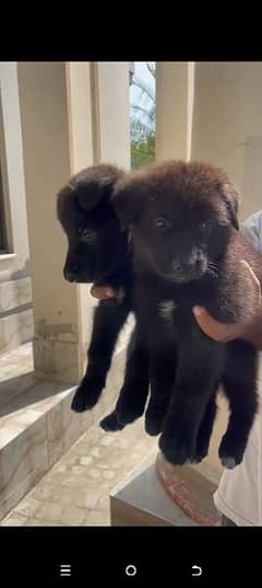 German Shepherd Black Puppy Pair Available For Sale