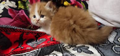 Persian kittens punch face