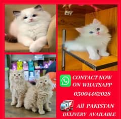 Persian Kittens | Persian Cat | Punch Face Persian | Triple Coated