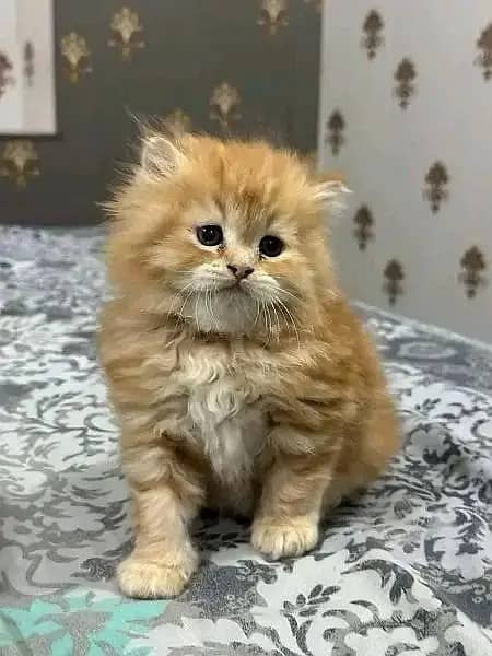 Persian Kittens | Persian Cat | Punch Face Persian | Triple Coated 1