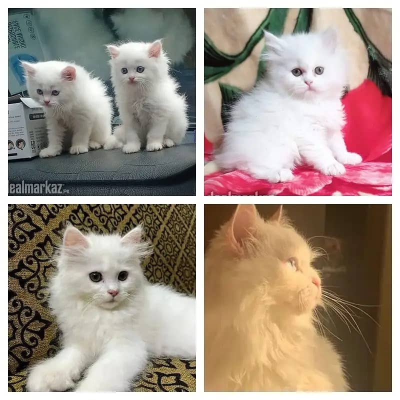 Persian Kittens | Persian Cat | Punch Face Persian | Triple Coated 2