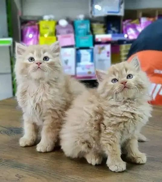 Persian Kittens | Persian Cat | Punch Face Persian | Triple Coated 5