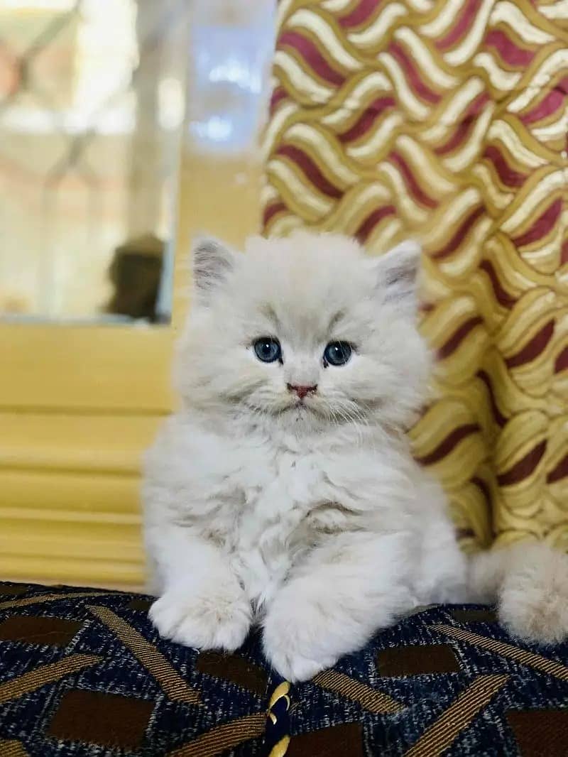 Persian Kittens | Persian Cat | Punch Face Persian | Triple Coated 9