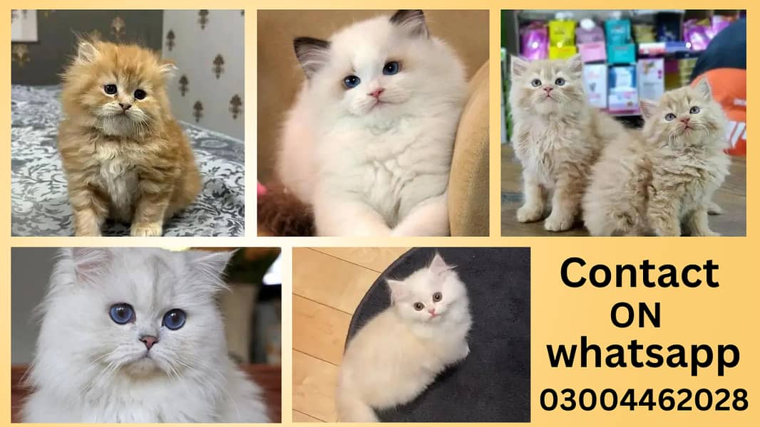 Persian Kittens | Persian Cat | Punch Face Persian | Triple Coated 11