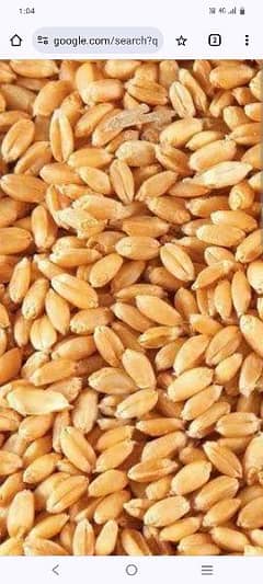 Ghadam (wheat)  is available for sale