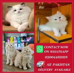 Persian Kittens | Persian Cat | Punch Face Persian | Triple Coated