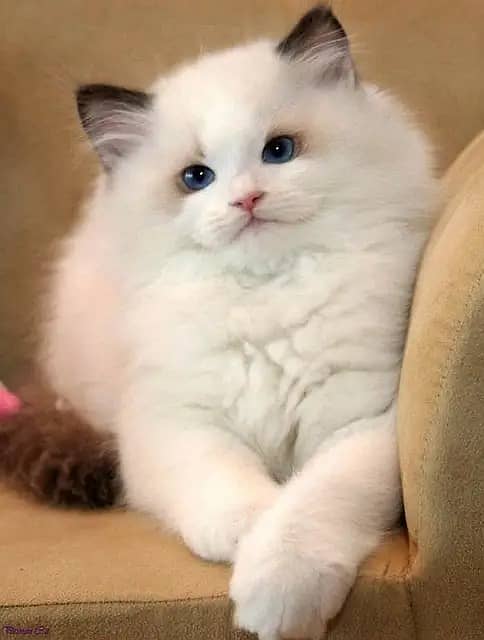 Persian Kittens | Persian Cat | Punch Face Persian | Triple Coated 3