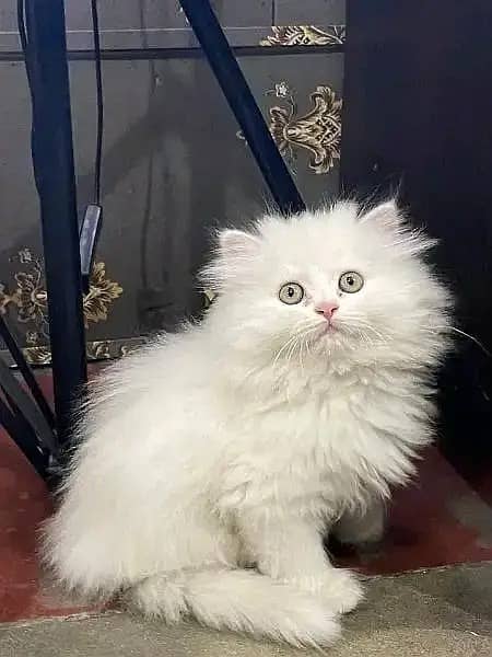 Persian Kittens | Persian Cat | Punch Face Persian | Triple Coated 4