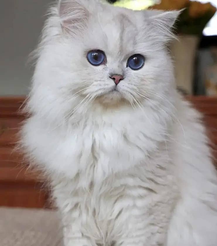 Persian Kittens | Persian Cat | Punch Face Persian | Triple Coated 7