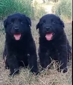 German Shepherd long coat male female pair 2 month for sale