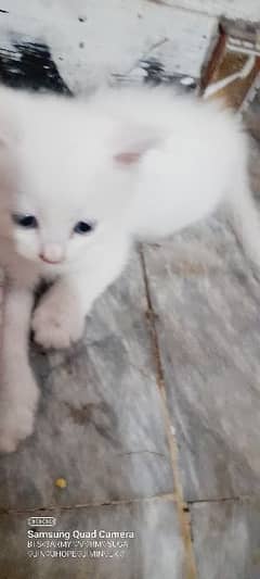 Persian cats kittens 3 white 2 brown double cotad