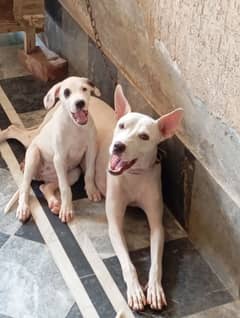 Urgent Sale Bully Gultair my WhatsApp number 03164915674