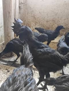 ayam cemani