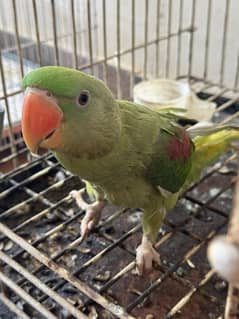 Raw Parrot for sale