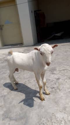 tada bakra (age 8 months)