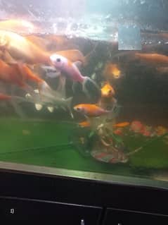 Gold fishes and 1 big white