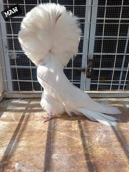 jacobine. #fancy pigeon. # fancy kaboter 03055318227. . . . . . 03105184376 5