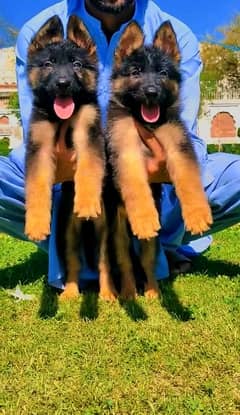 German shepherd double coat  puppies for sale