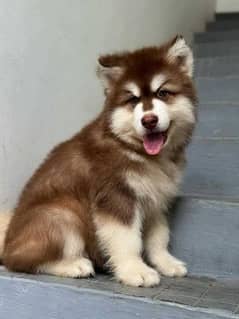 husky malamute