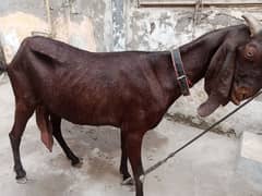 A+ Nagri  2 month Gaban Bakri sale he