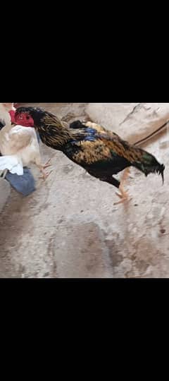 Aseel Murgha | Murghi | Chicks for sale