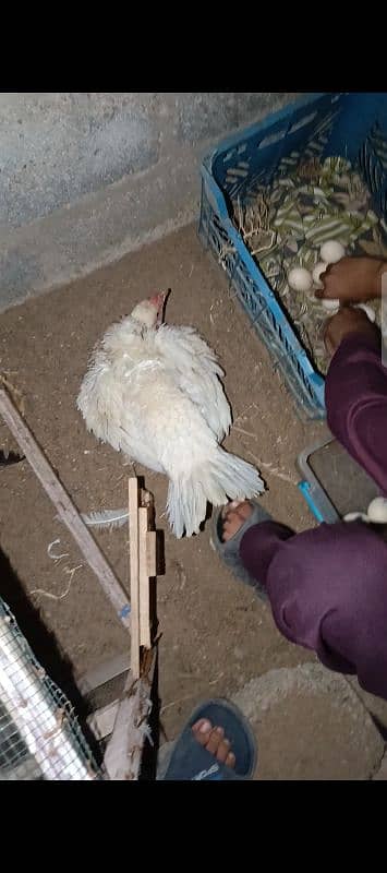 Aseel Murgha | Murghi | Chicks for sale 4