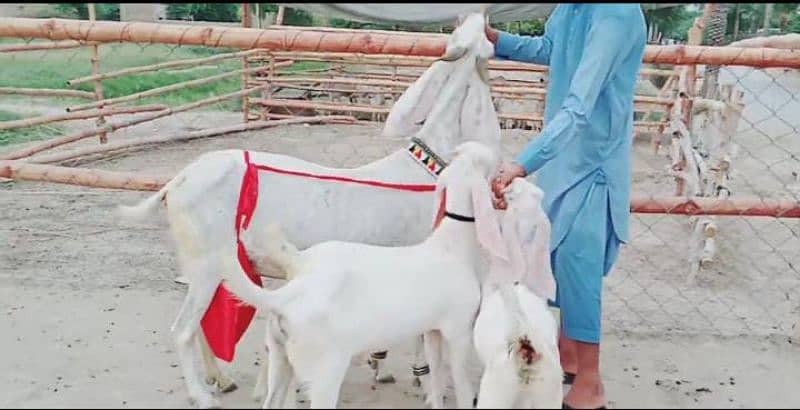 2 bacchon wali gulabi for sale call 03433066498 0