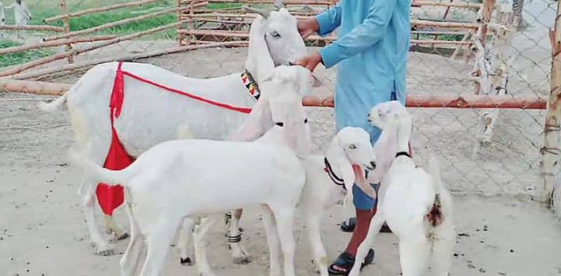 2 bacchon wali gulabi for sale call 03433066498 1