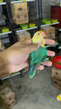 parblue opaline split palefallow male available.