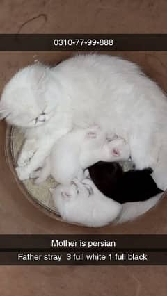 MIX BREED KITTENS