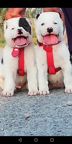 King alabai dog male and female  age 45 days for sale available