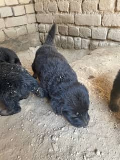 Belgium shepherd puppy for sale