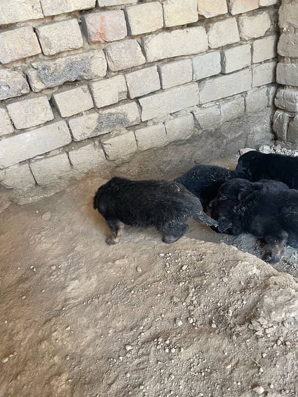 Belgium shepherd puppy for sale 1